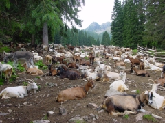 Allevamento di capre