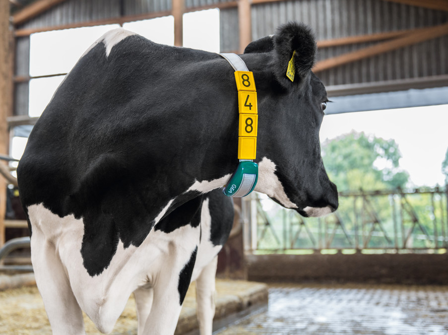 Cow Scout