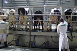 Mungitori durante la preparazione e l’attacco degli animali