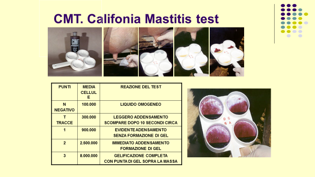 CMT. California Mastitis test